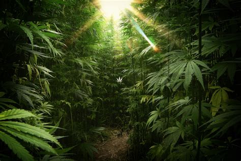 Marijuana HD Wallpaper - WallpaperSafari