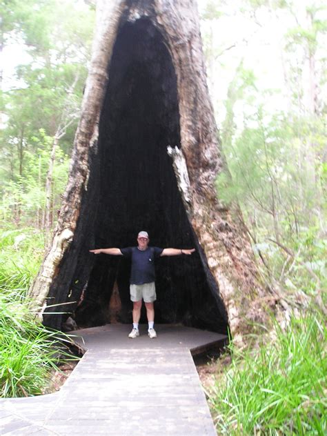 Naturally hollowed out tree in Western Australia | Outdoor, Outdoor ...