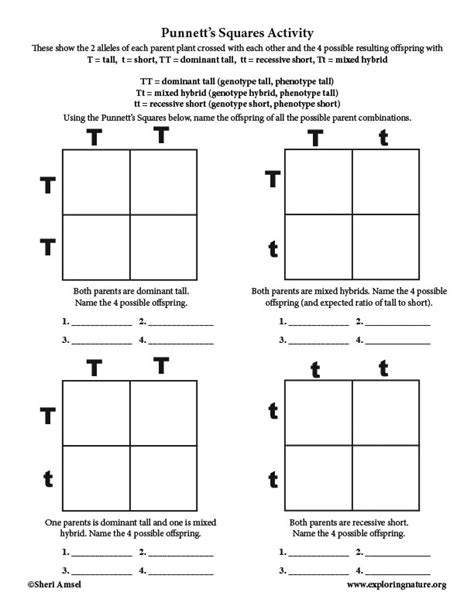 Punnett Square Worksheets 1