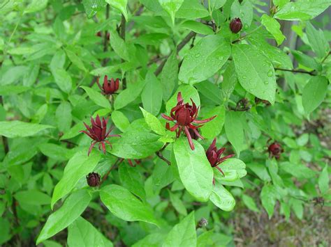 CALYCANTHUS Red Sweet Shrub 5 seeds | eBay