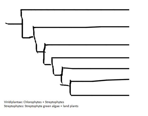 Archaeplastida phylogeny Diagram | Quizlet