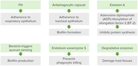 Pseudomonas Aeruginosa Pneumonia Antibiotic Treatment - Carpet Vidalondon