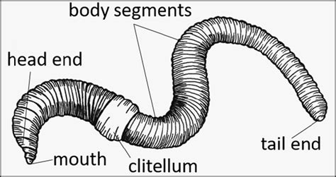 Diagram of an earthworm. (Source:... | Download Scientific Diagram