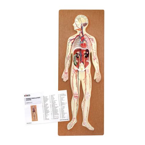 Human Circulatory System Model