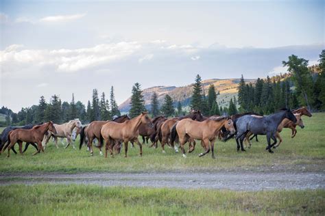 Montana's Yellowstone Country