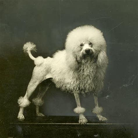 Poodle Breed History - Poodle Club of South Australia Inc