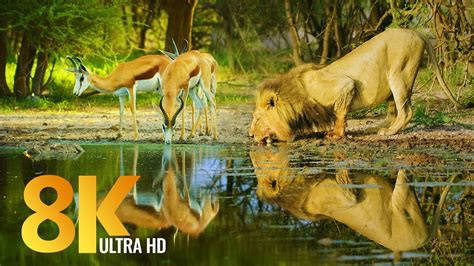 Amazing Wildlife of Botswana - 8K Nature Documentary Film (with music ...