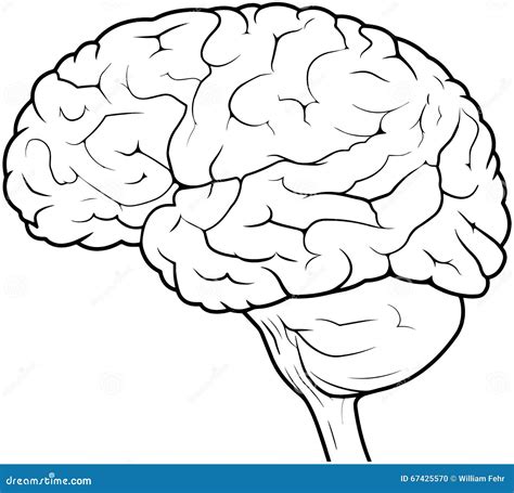 Human Brain Drawing Stock Illustration - Image: 67425570