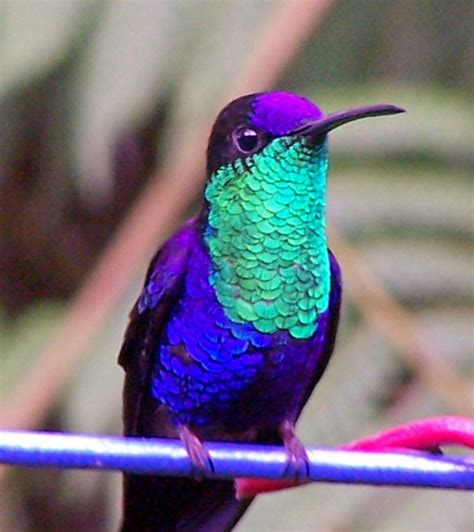 costa rica rainforest hummingbird