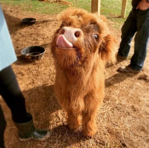 Sunny the silly veal wish you a great Monday ! | Cute baby cow, Fluffy ...