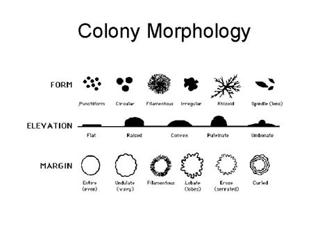 Colony Morphology E coli medium sized colonies regular