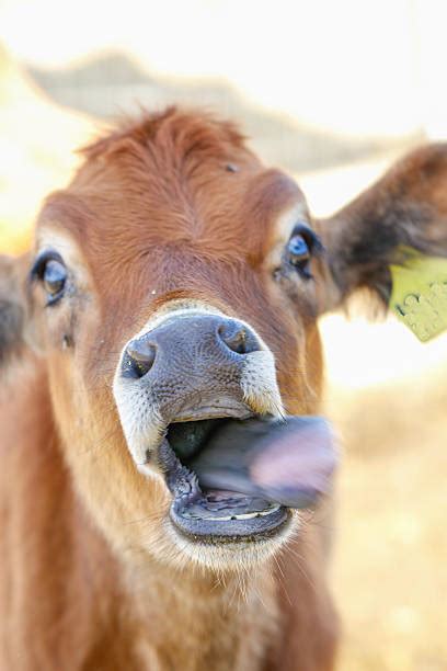 Best Cow Teeth Stock Photos, Pictures & Royalty-Free Images - iStock