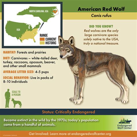 Research to Aid Future Conservation Efforts for the American Red Wolf ...