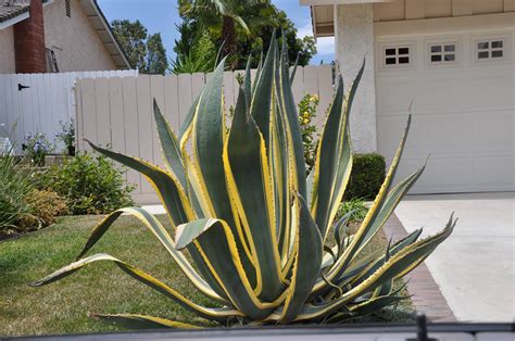 Agave americana 'Variegata'