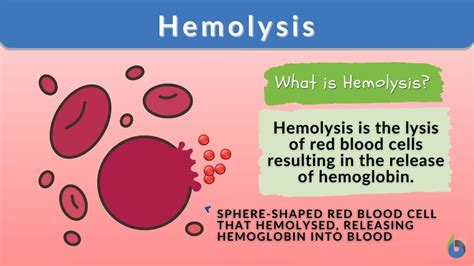 Hemolysis - Definition and Examples - Biology Online Dictionary