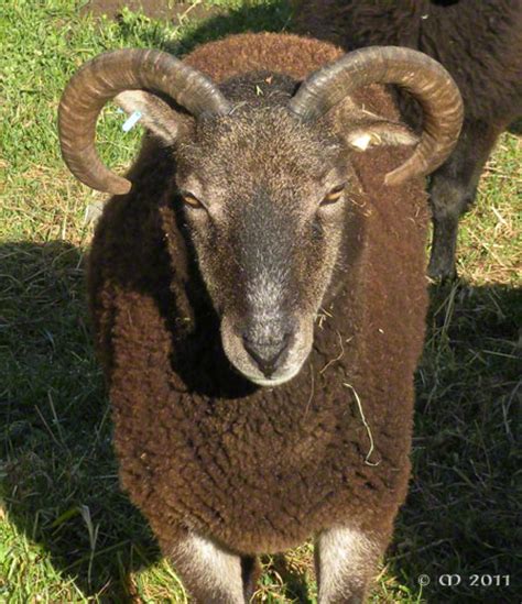 British Soay sheep: the next generation of fleece colors and patterns ...