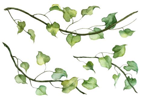 Ivy Vines Drawing Illustrations, Royalty-Free Vector Graphics & Clip ...