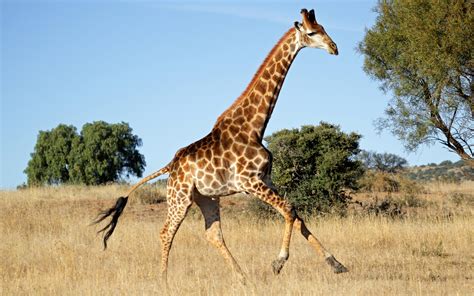 Giraffe Facts, History, Useful Information and Amazing Pictures