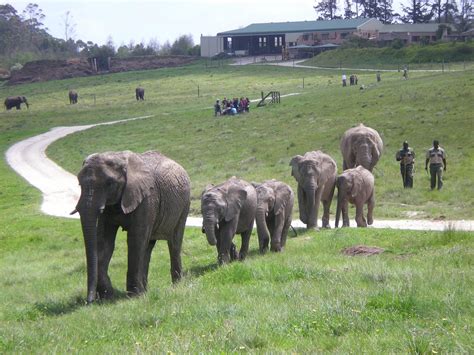 Our Mission to Cape Town South Africa: Knysna Elephant Park