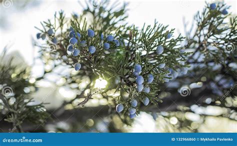 Beautiful Bush of a Juniper with Berries Stock Photo - Image of healthy ...