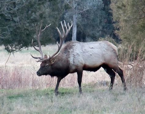 From The Wild Side: Habitat Security: Protecting Elk and Elk Hunting