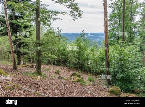 Bavarian forest in the springtime with panorama view at the landscape ...