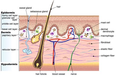 Papillary Layer And Reticular Layer Of Dermis