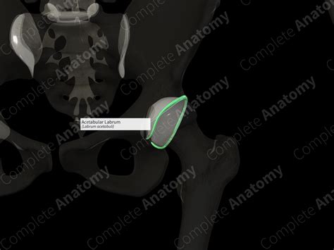 Acetabular Labrum (Right) | Complete Anatomy