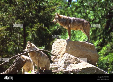 Gray wolf bite hi-res stock photography and images - Alamy