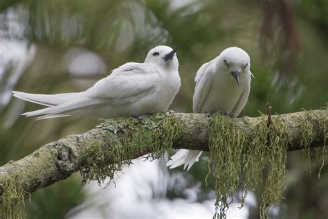 Norfolk Island. | BIRDS in BACKYARDS