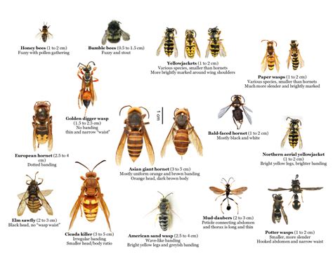 Difference Between Wasp And Hornet