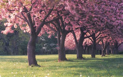 Cherry Blossom Tree Wallpaper 14 - [2560x1600]