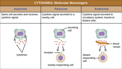 Cytokines, Chemical defenses, By OpenStax (Page 5/12) | Jobilize