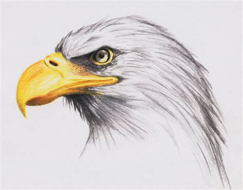 How to Draw a Eagle | bald eagle by highdarktemplar traditional art ...