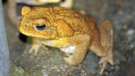 Weekly topic: Australia's invasive species | Center for Animal Health ...