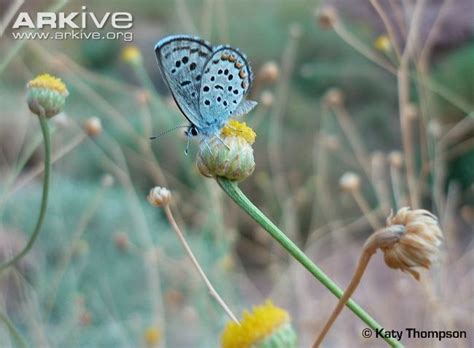 Sinai baton blue butterfly