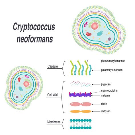 Premium Vector | Cryptococcus neoformans membrane vector diagram