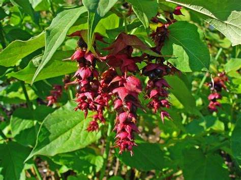 How To Identify Japanese Knotweed: Identification Guide