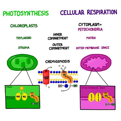 Chemosynthesis, the process of recharging ATP via proton movement ...