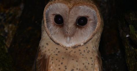 Madagascar Red Owl (Tyto soumagnei) by Alan Van Norman - The Owl Pages ...