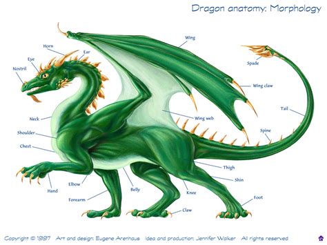 Dragon anatomy: Dragon anatomy - morphology