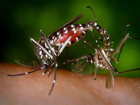 Mosquito mating sounds may lead to building quieter drones