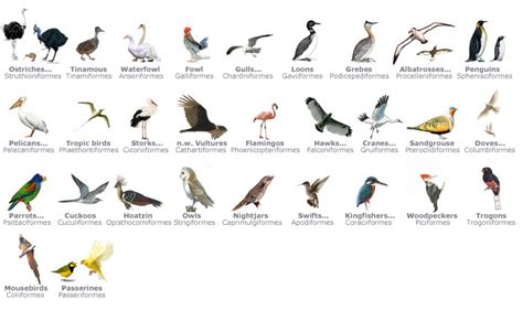 Aves Animals