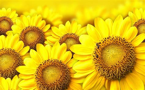 Sunflower Backgrounds - Wallpaper Cave