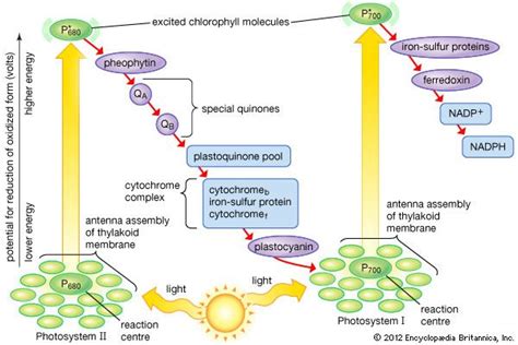 Photosynthesis - The pathway of electrons | Britannica.com