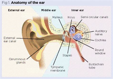 The structure and function of the ear and its role in hearing and ...