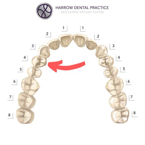 tooth names Archives - Harrow Dental Practice Blog