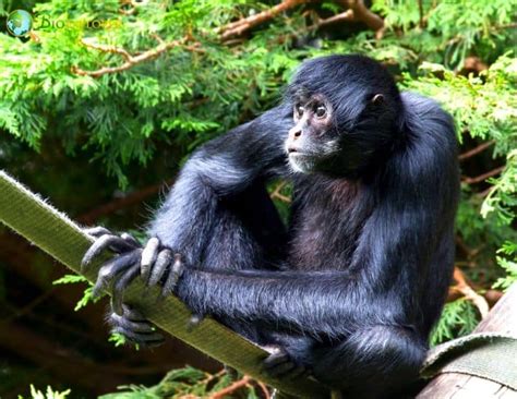 Black Spider Monkey Characteristics | Ateles paniscus Diet & Facts