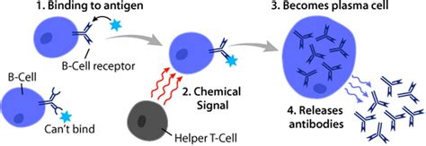 What is the Difference Between B Cells and Plasma Cells - Pediaa.Com