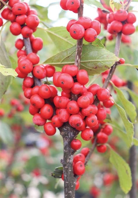 Wisconsin Native Shrubs | Johnson's Nursery | Knowledgebase